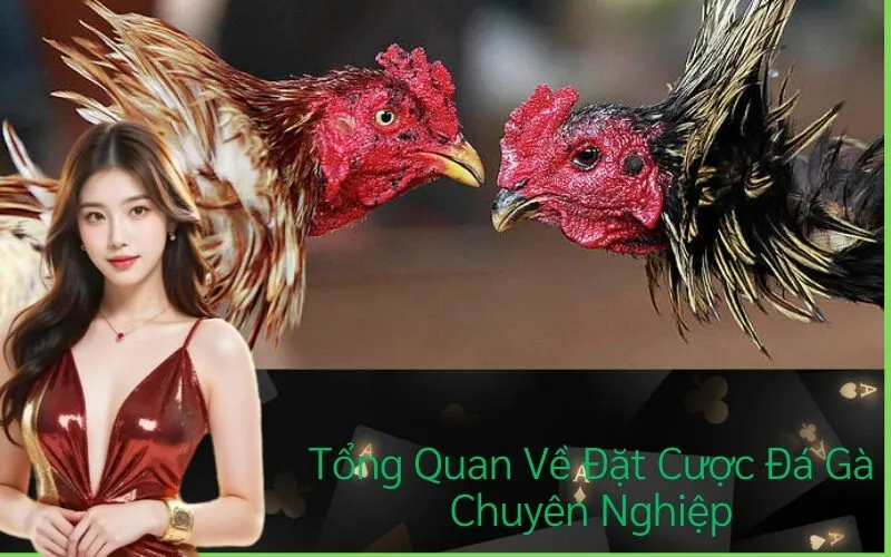 Tổng Quan Về Đặt Cược Đá Gà Chuyên Nghiệp