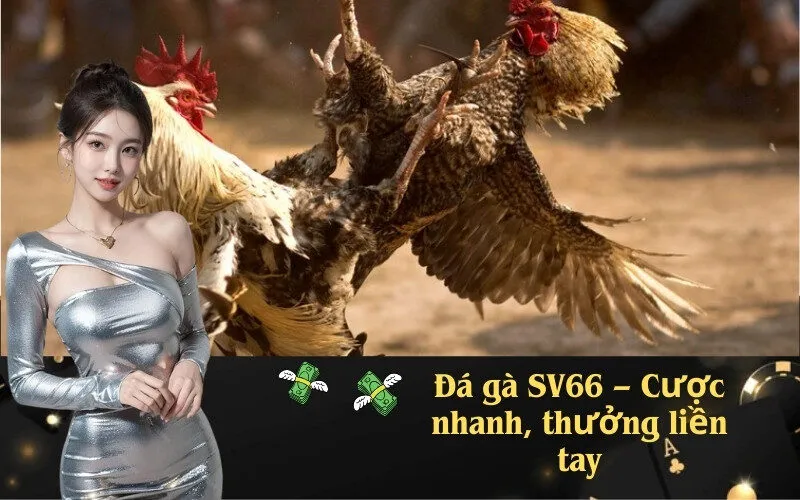 Đá gà SV66 – Cược nhanh, thưởng liền tay