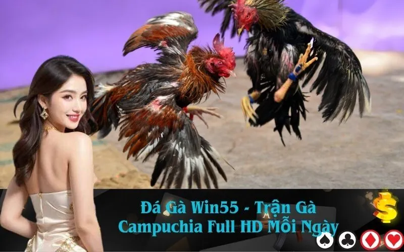 Đá Gà Win55 - Trận Gà Campuchia Full HD Mỗi Ngày