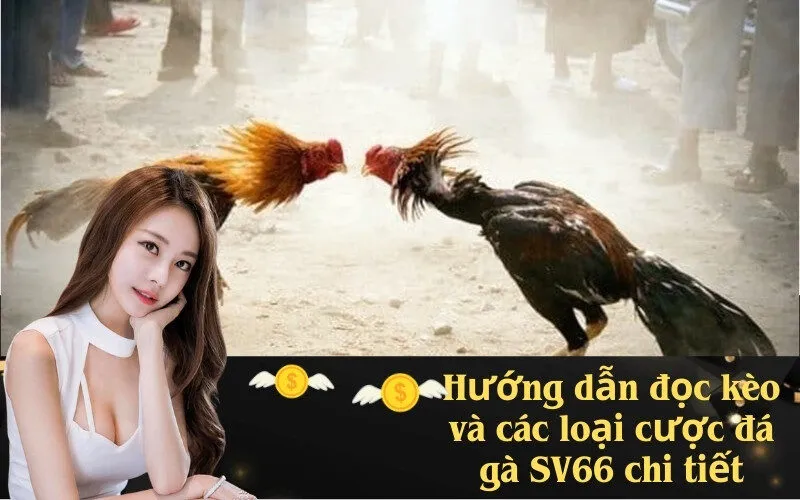 Hướng dẫn đọc kèo và các loại cược đá gà SV66 chi tiết