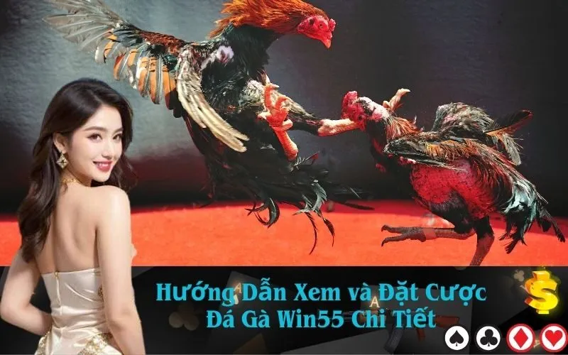 Hướng Dẫn Xem và Đặt Cược Đá Gà Win55 Chi Tiết