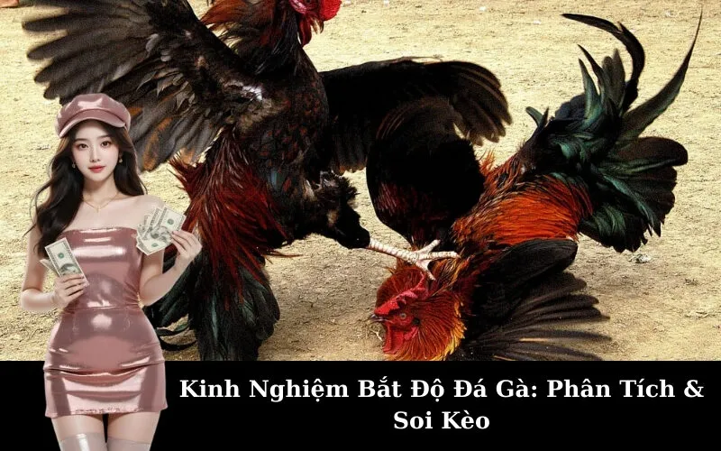 Kinh Nghiệm Bắt Độ Đá Gà: Phân Tích & Soi Kèo