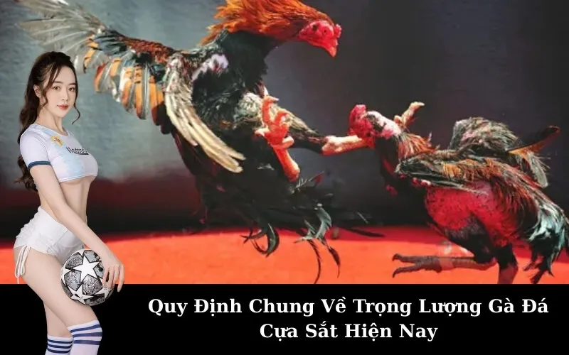 Quy Định Chung Về Trọng Lượng Gà Đá Cựa Sắt Hiện Nay