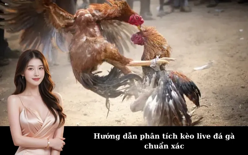 Hướng dẫn phân tích kèo live đá gà chuẩn xác